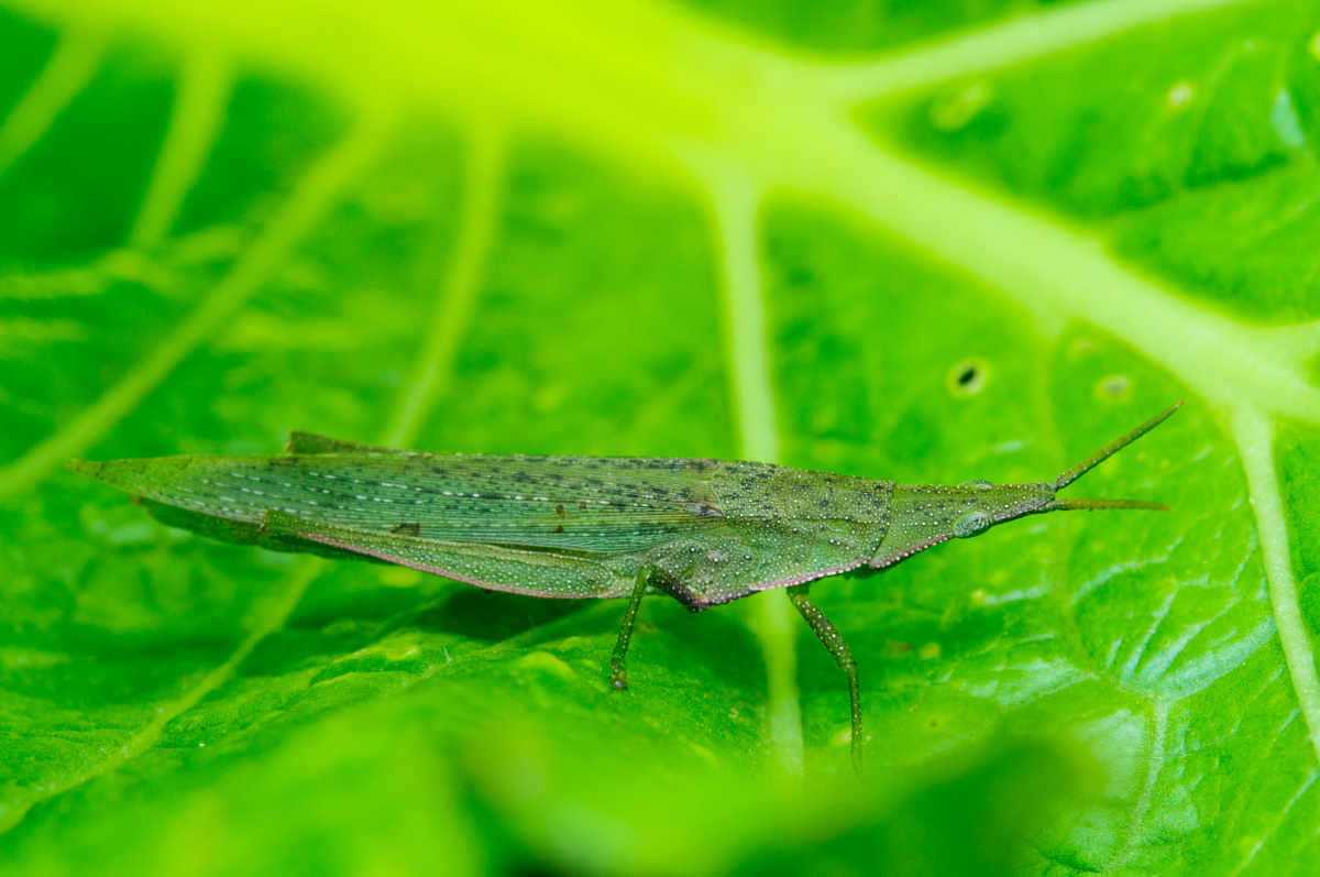 中华负蝗又名蚱蜢