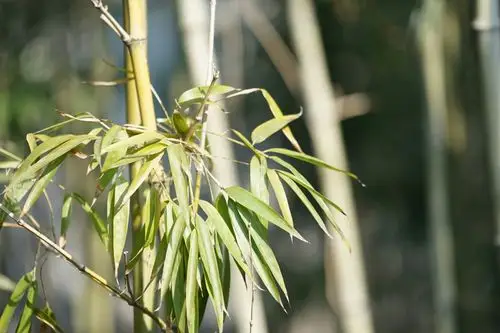 摄影 竹子,坚韧美丽～ 写美篇