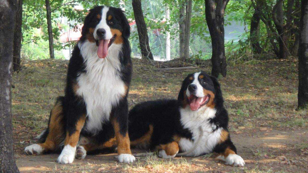 盘点性格最好的五种中大型犬科瑞卡科普