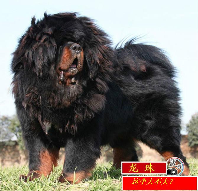 世界最大的藏獒图片