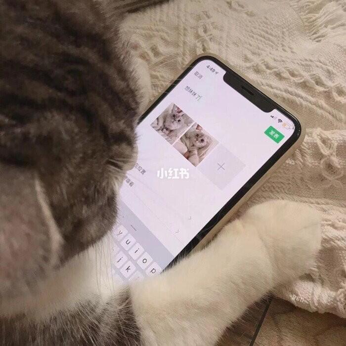 萌宠情侣头像第一弹