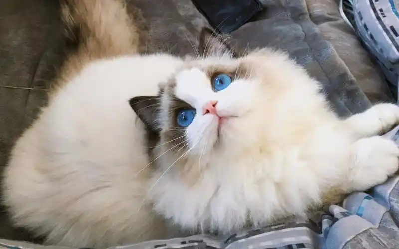 宠物猫的品种及价格图片大全(这3种热门的猫咪个个颜值爆表) .