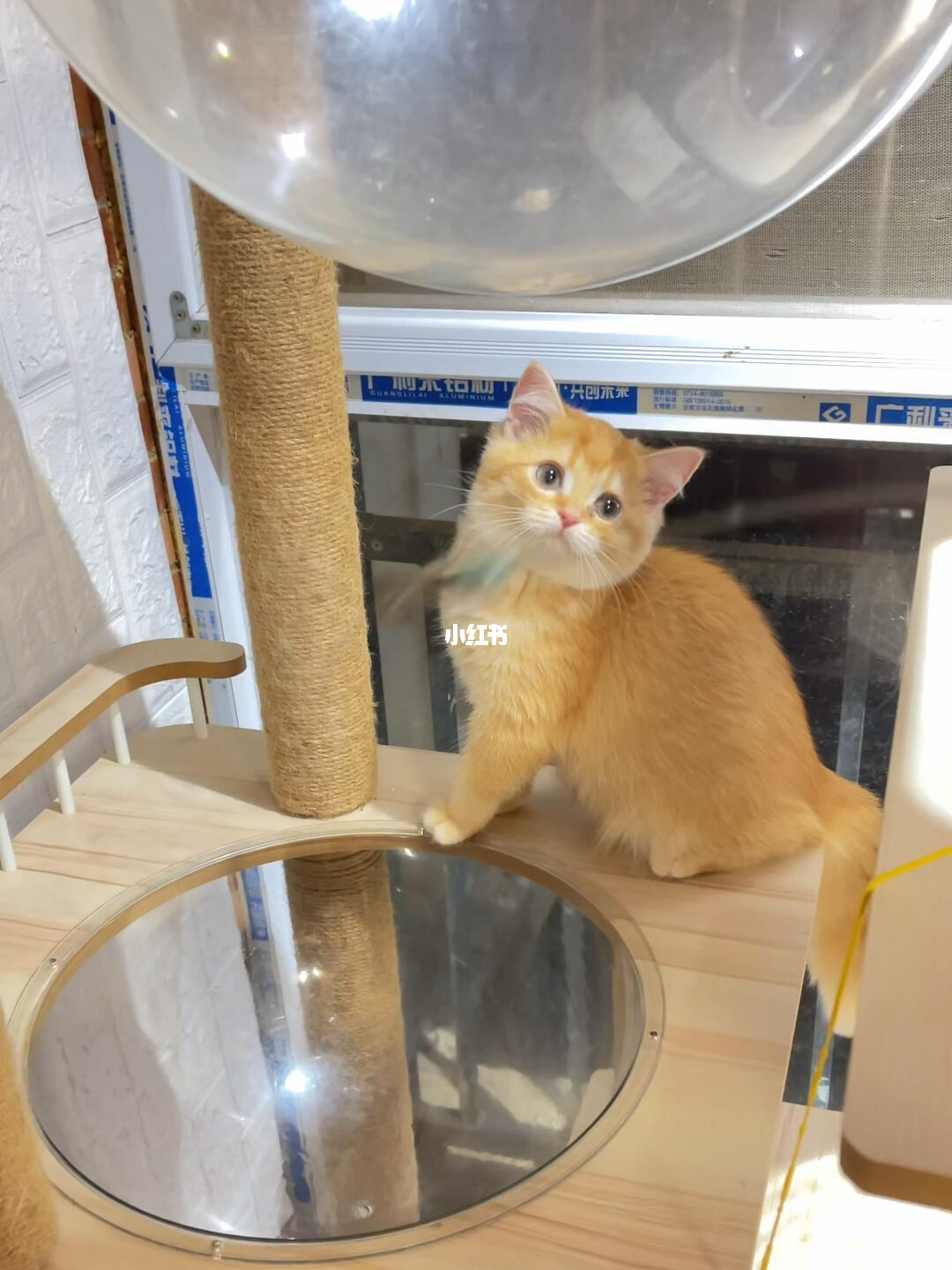 红金渐层微瑕50出