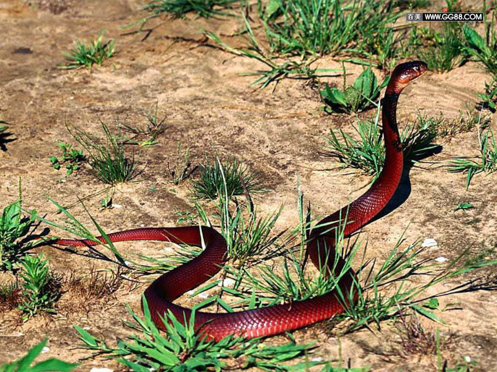 展开全部 bloodred corn snakes(血红玉米蛇) 【其它可参考】http
