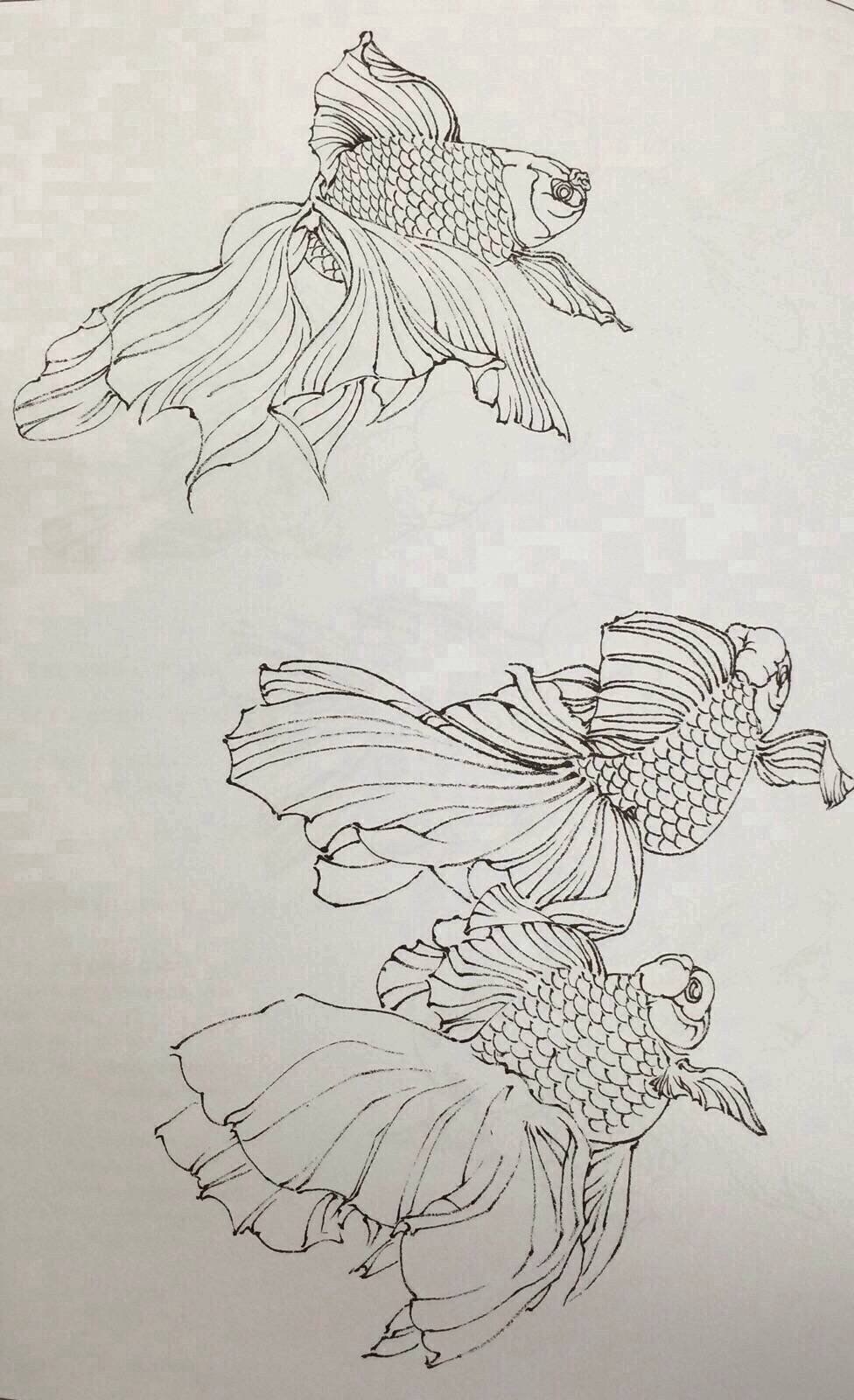 白描金鱼的画法 生动的线条