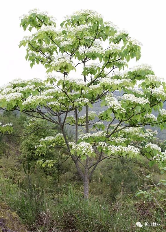 涂坊油桐花开,现"五月飘雪"美景