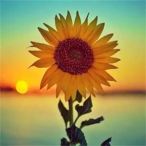 给人一种阳光的头像 高清好看充满阳光朝气的微信头像图片_微信头像