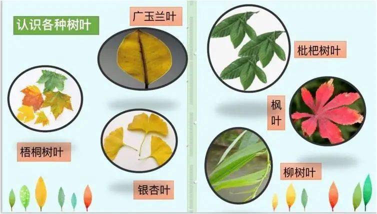 童心课程课程故事你好树叶小六班微主题活动