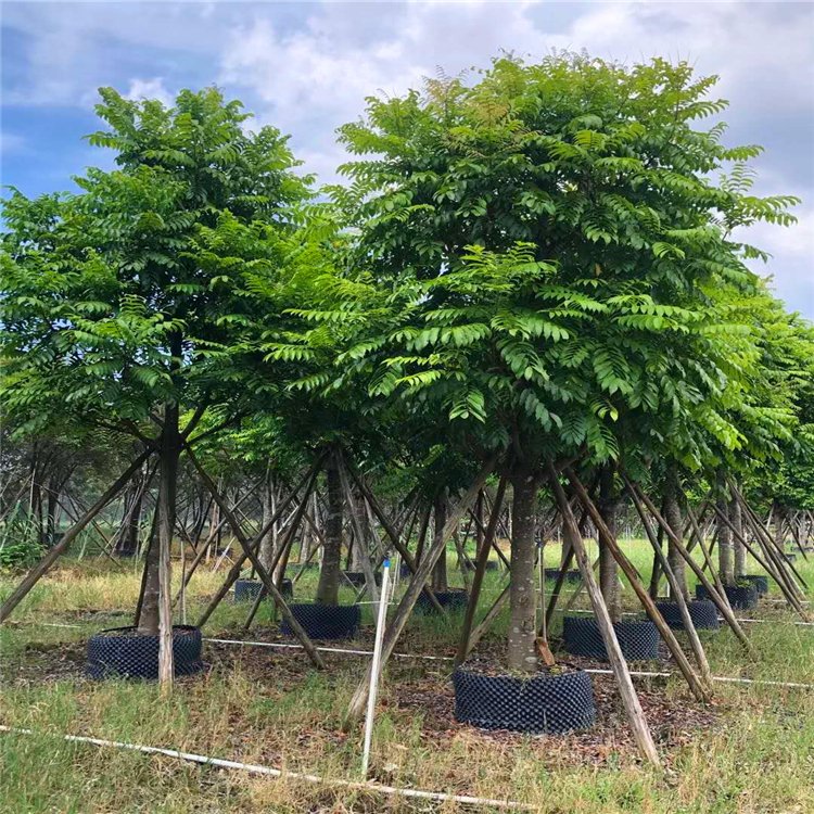 仁面子 人面子是优良的"四旁"和庭园绿化树种,也是