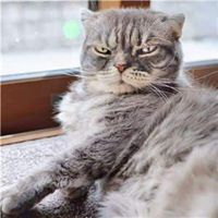 抖音最火的社会猫图片高清 抖音社会猫霸气头像_微信头像图片大全