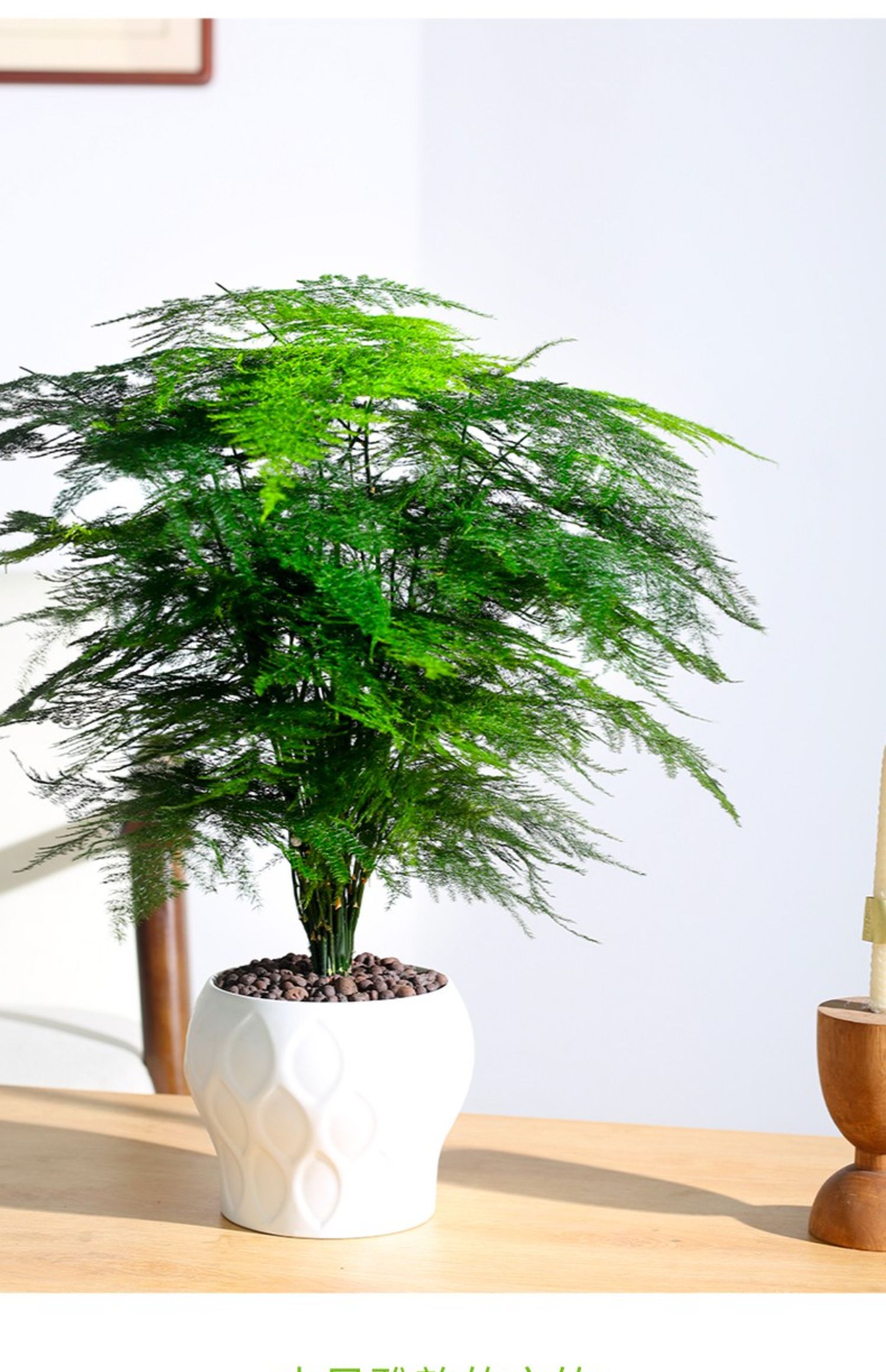 办公室绿植四季常青盆景 五年大文竹 花开富贵陶瓷盆 送肥料 送铺面