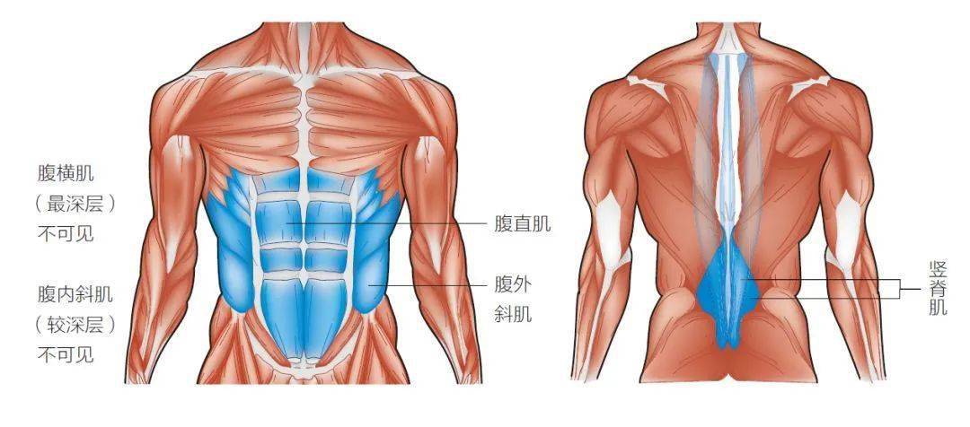 核心是由腹部,腰部,骨盆和髋部的肌肉与关节组成的身体区域.