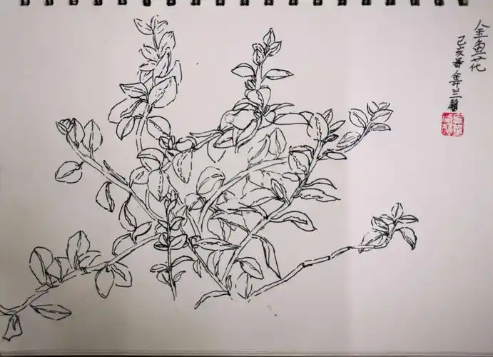 本周植物写生:金鱼花