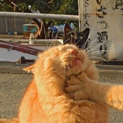 橘猫掐脖子 - 「橘猫掐脖」沙雕情头系列_情头头像_情头表情