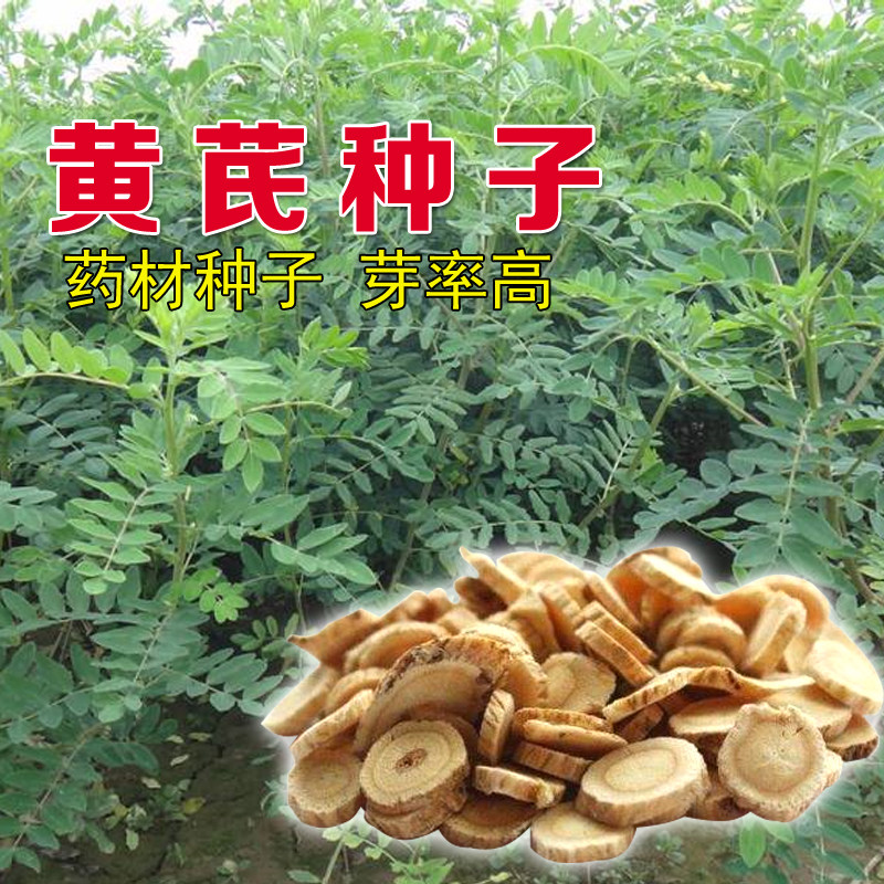 草药黄芪种子 新棉芪绵芪 多年生铁杆软秸黄氏种籽苗木四季播种