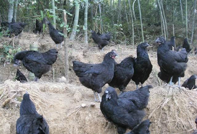 盘点中国十大土鸡, 鸡年做只好鸡
