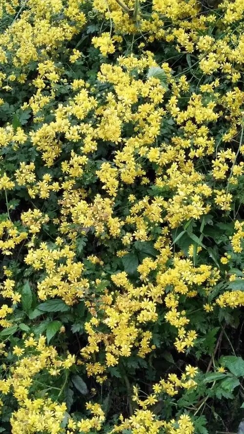 不知道的秘密一一野菊花