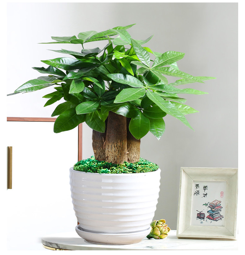 发财树招财盆栽桌面观叶绿植吸甲醛防辐射室内客厅小发财树桌摆