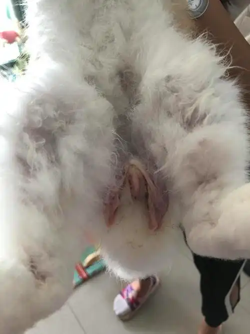 关于兔兔的蛋蛋,这样是不是正常现象?