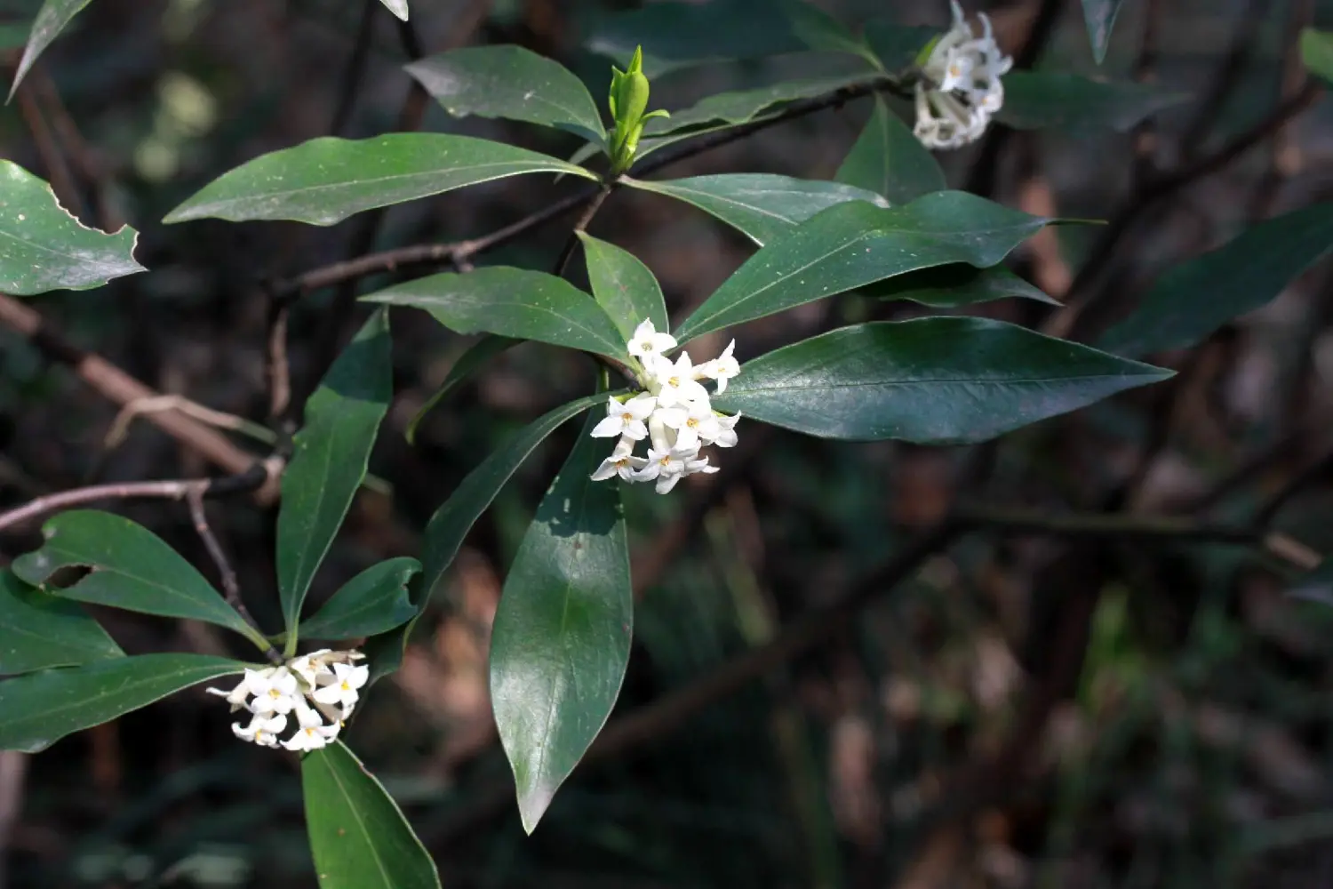 毛瑞香瑞香科瑞香属
