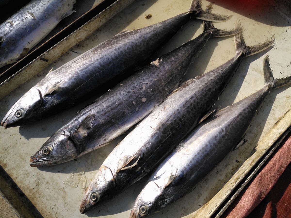 大冬天的农村海产品市场上鱼类品种不少价格亲民爱吃鱼的有福了