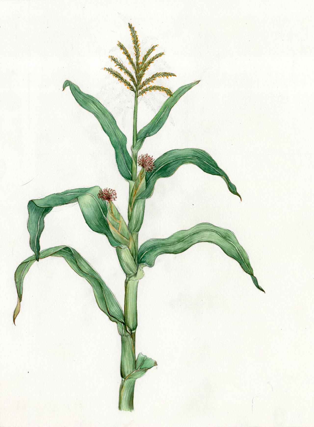 玉米 手绘科普插图_空蒙-站酷zcool