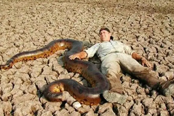 粗度和一个成年男子一样,因此在南美洲地区只要出现在沼泽中失踪的人