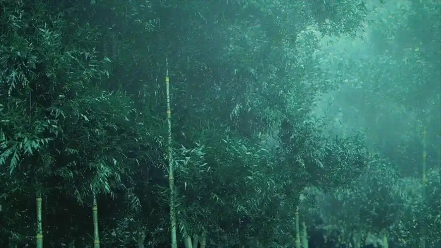 5高级特效dlc—— 雨打竹林