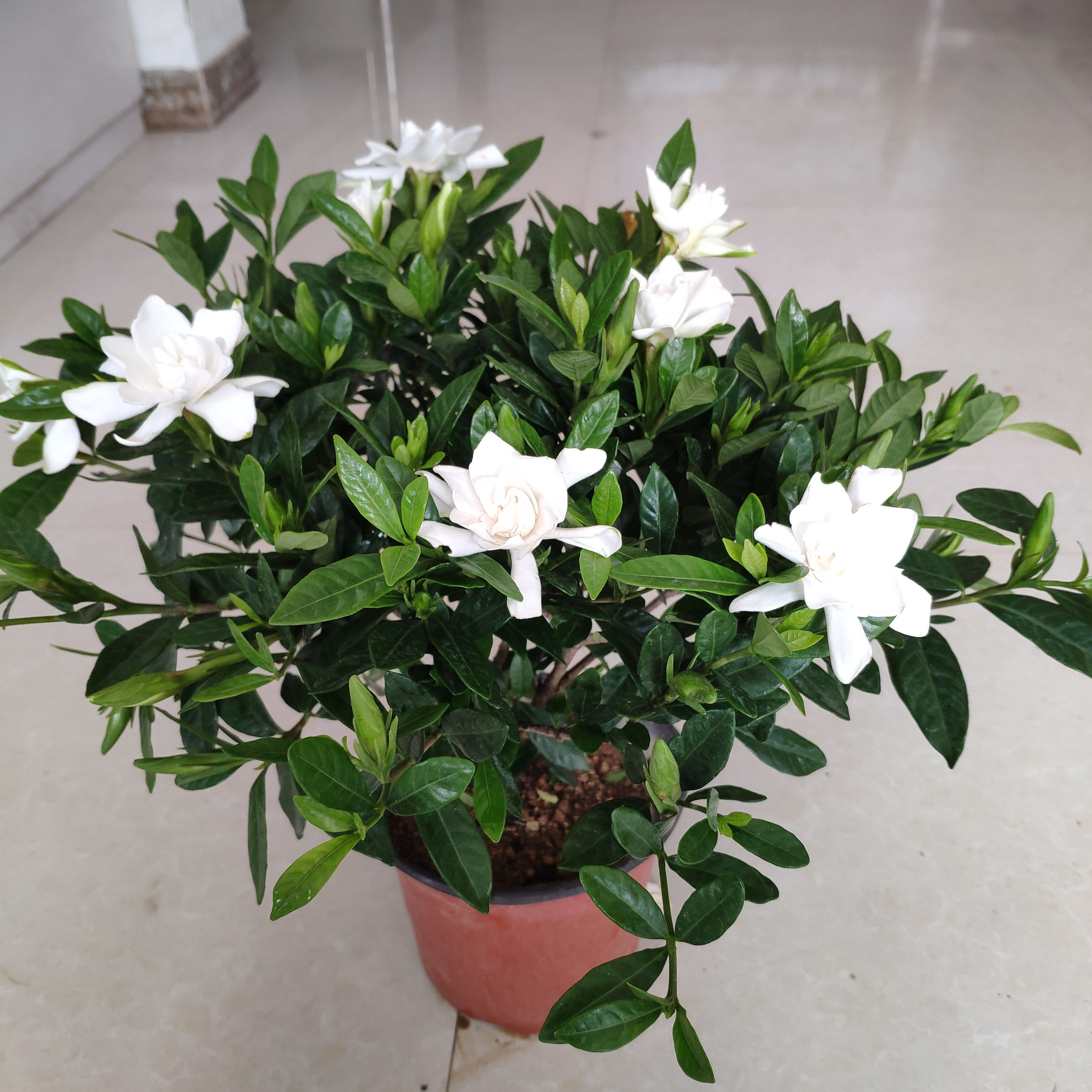 植物栀子花盆栽绿植盆景小叶栀子花苗花苞阳台时令草本花卉