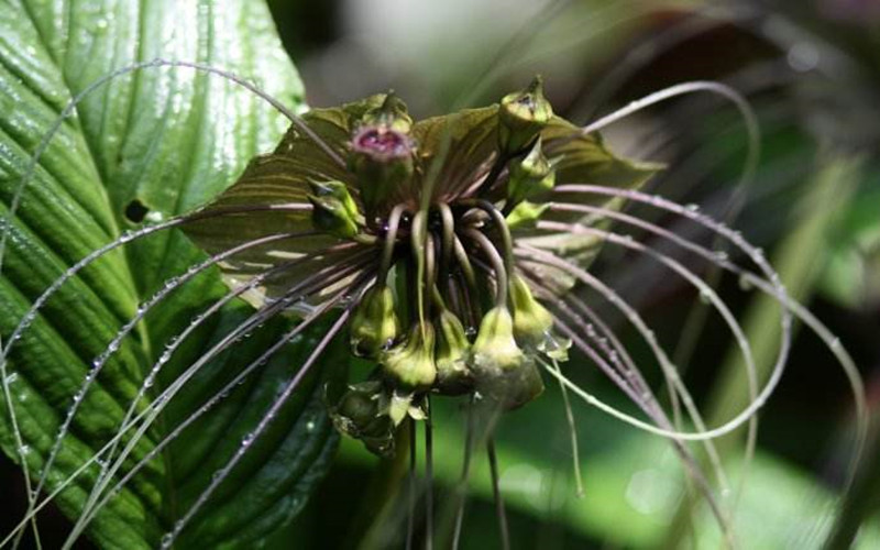 黑色珍品花卉——老虎须