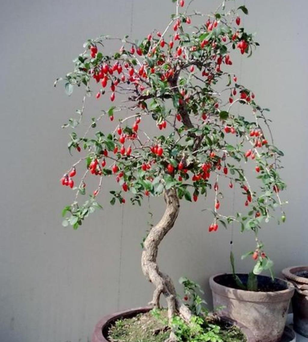 枸杞盆景怎么修剪