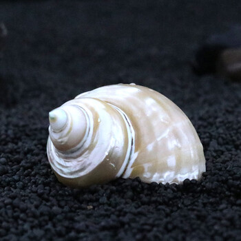 夜光螺 天然海螺贝壳鱼缸造景水族箱装饰地中海北欧风格摆件家居地台