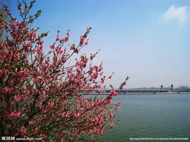水滨桃花开摄影图__山水风景_自然景观_摄影图库_昵图网nipic.com
