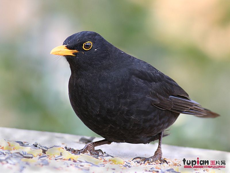 上就有成片的红色羽毛,而雌性体色大部分为褐色,伴有黑色和灰色斑纹