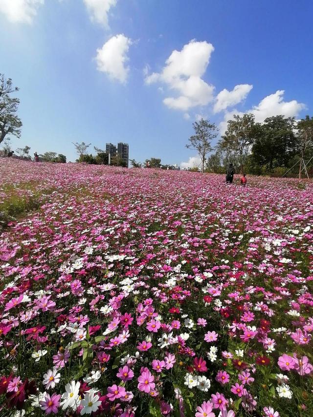 深圳市中心区最美花海来了,刚刚发现,真的很漂亮,值得一看!