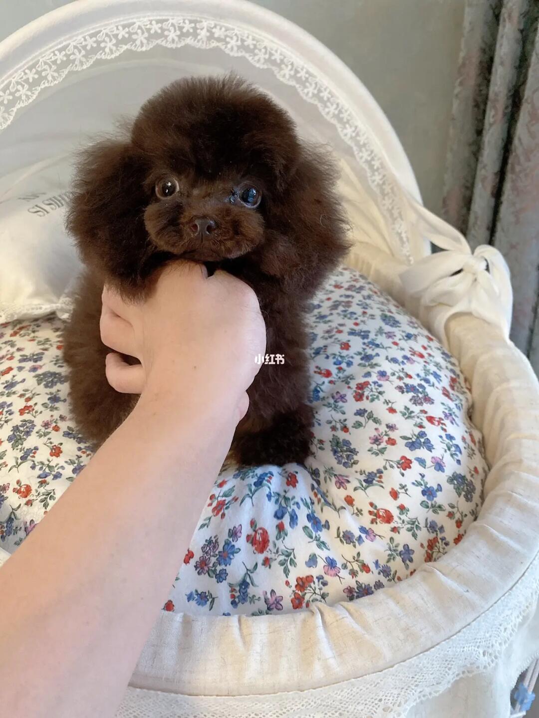 巧克力色泰迪  #茶杯泰迪  #泰迪