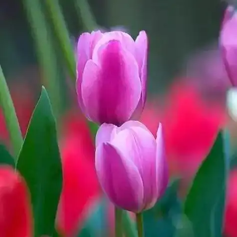 高雅美丽的郁金香花头像图片