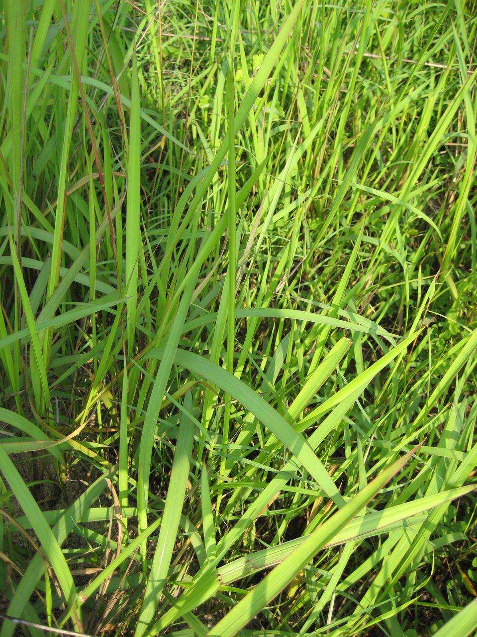 神农架大山特产新鲜无污染白茅根野生现挖茅草根毛草根丝毛草根