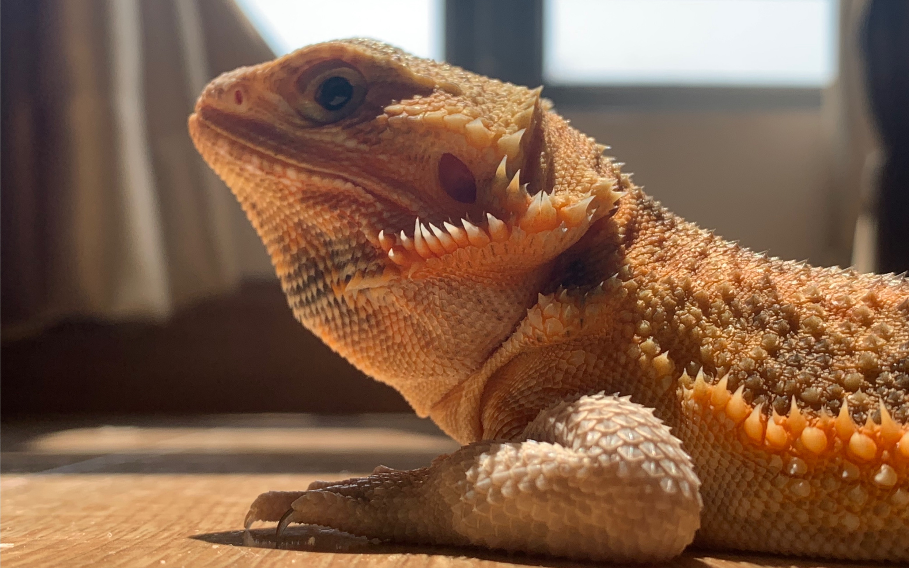 喜欢吃向日葵花瓣的鬃狮蜥