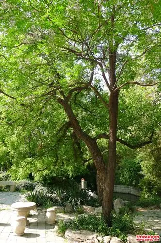 适宜单株种植的庭园树有哪些