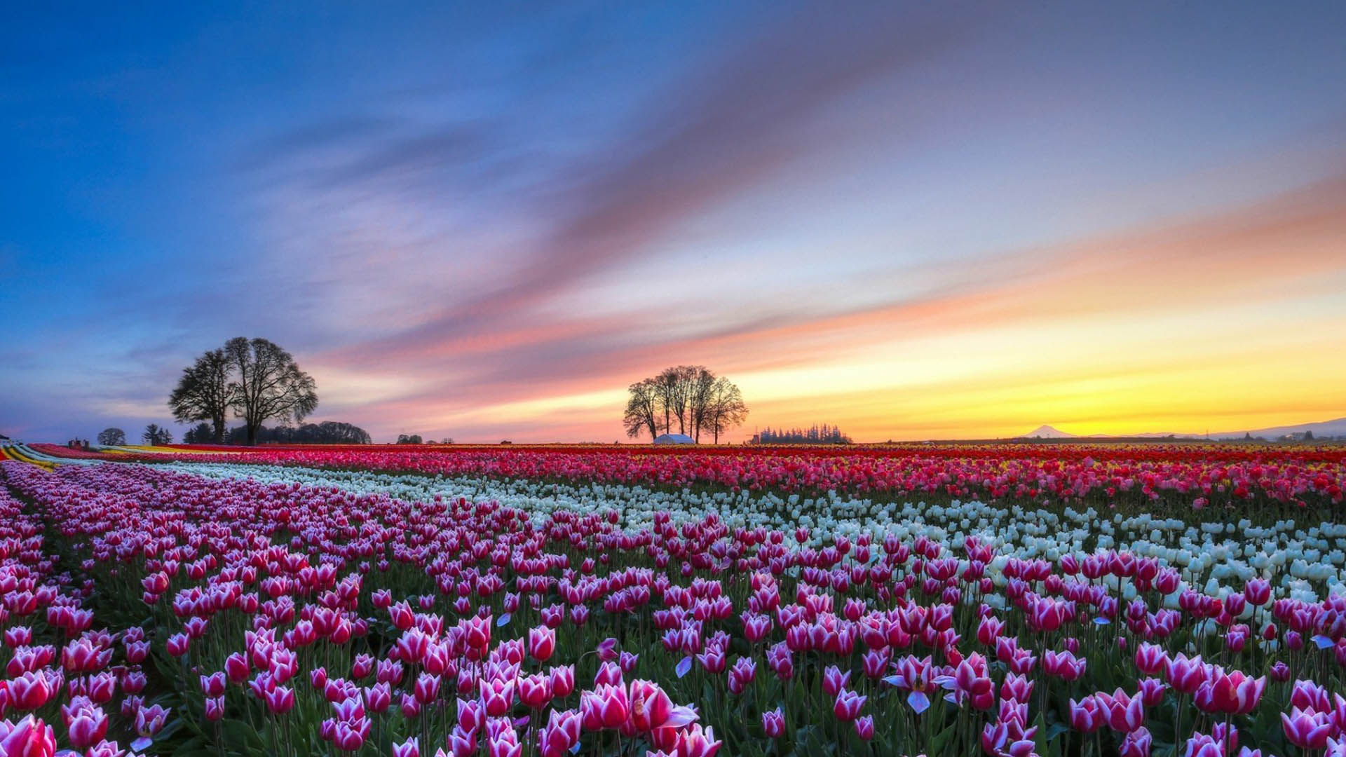 唯美花海自然风景高清桌面壁纸