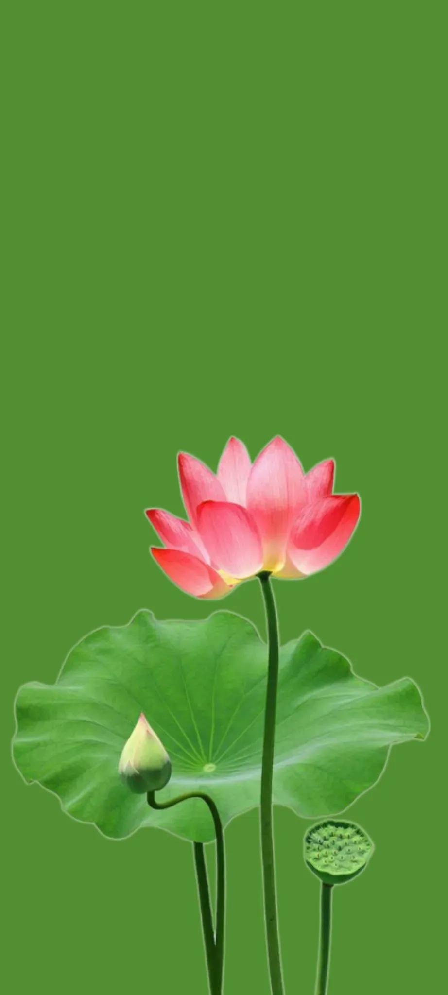 清新绿色护眼荷花壁纸