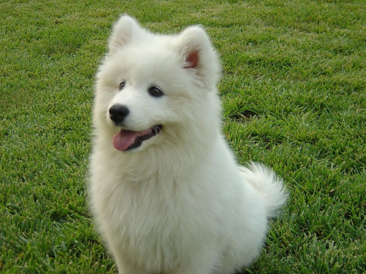 超可爱 萨摩耶犬