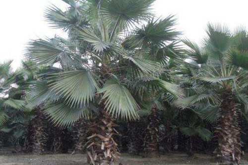 将它用来做成裙子穿,不仅省钱而且凉快,最主要的是裙子树做成的裙子还