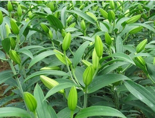 百合花的叶子是什么样图片