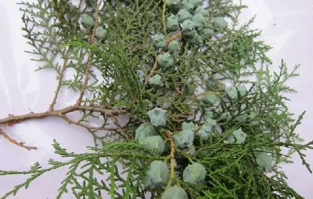 农村零距离柏树除了做家具和盆景你还知道哪些作用