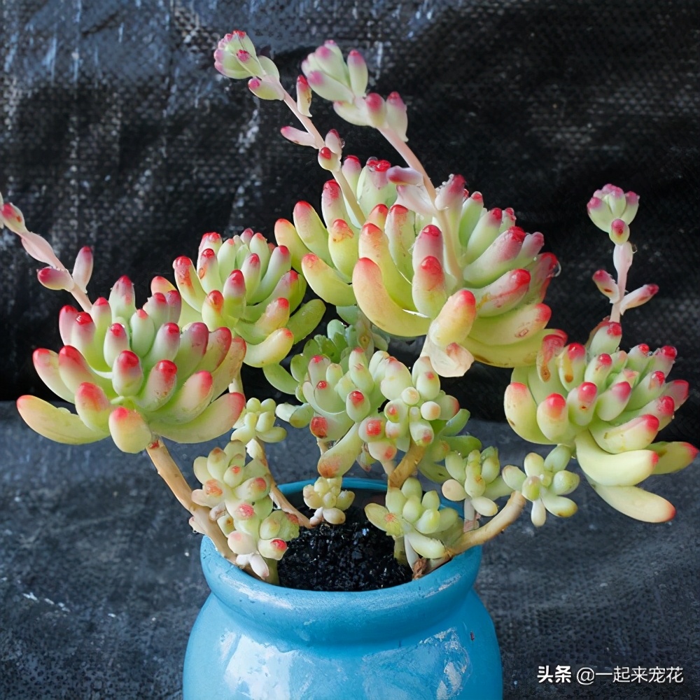 乙女心的爆盆方法(乙女心缀化方法) - 上海苗木信息网