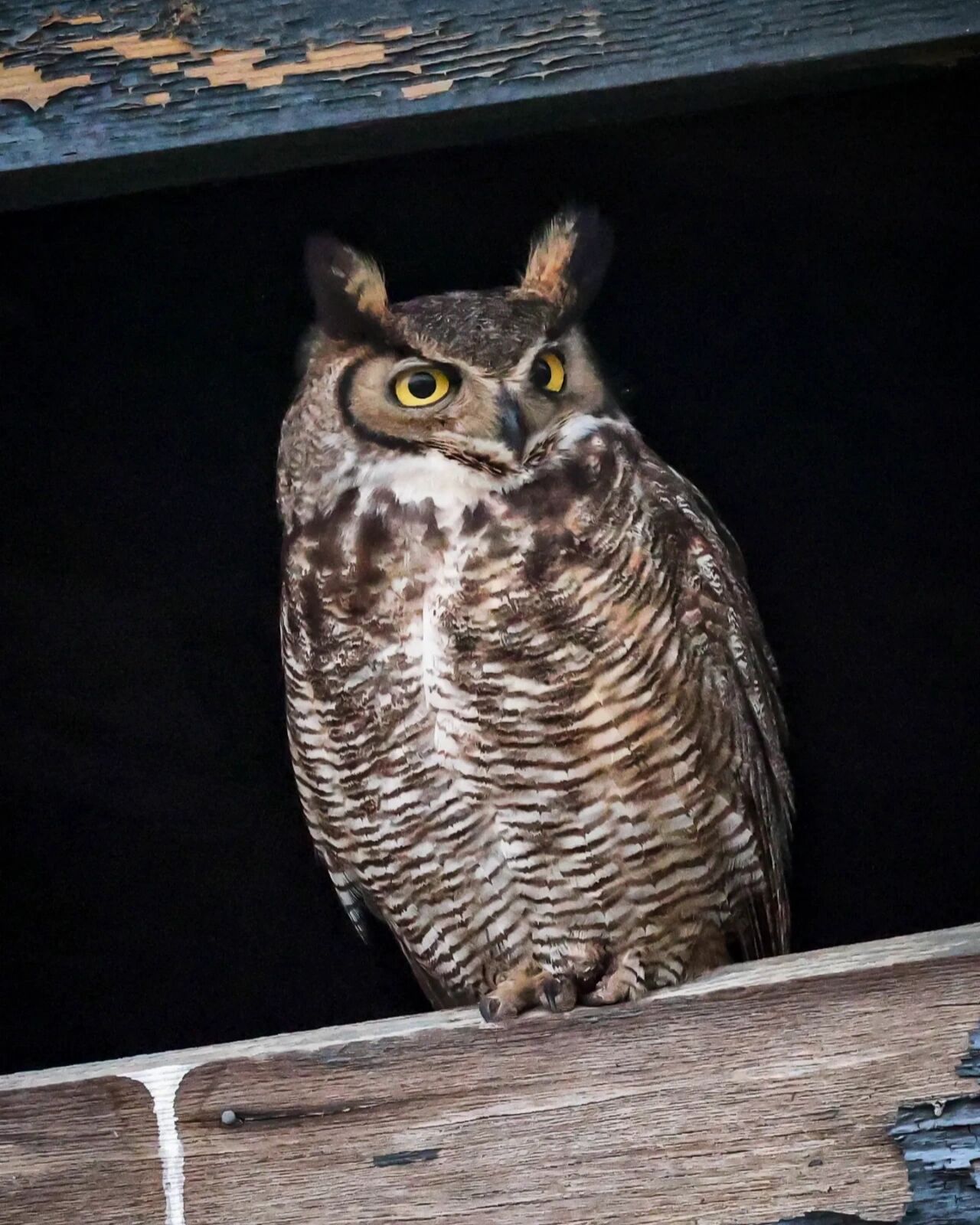 北美最大的猫头鹰 可以听声音判断距离哟 great horned owl 大雕鸮