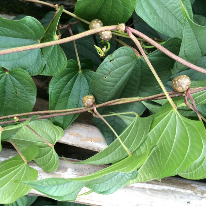黄药材黄狗头余零独子黄独子狗头吊虾香芋金线余薯绿植