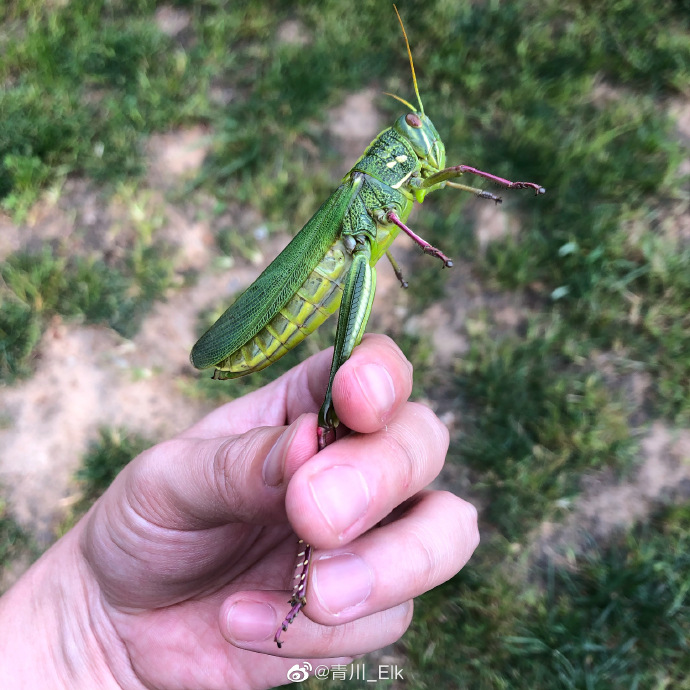 棉蝗,北京地区最大的蝗虫,俗称蹬倒山,. 来自画画的青川 - 微博